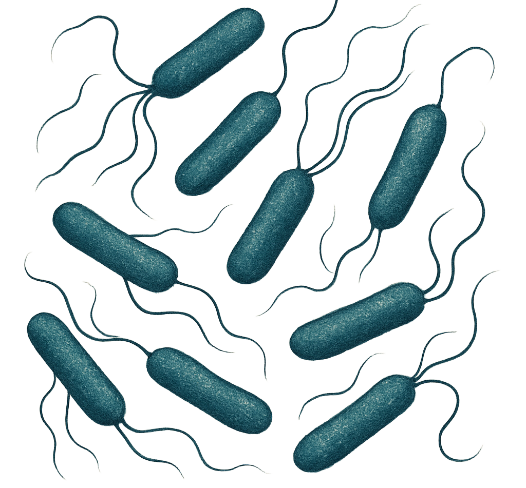 Antibiotic Medium Nº10 EP